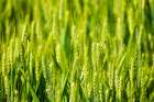 USA-Idaho-Genesee Green wheat fields Art Print